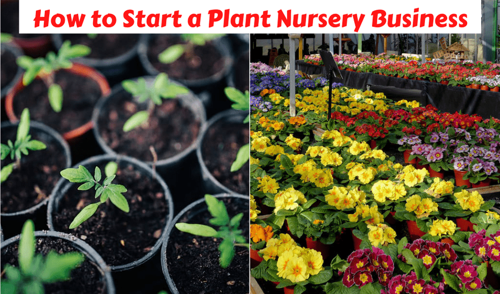 small plant nursery business plan