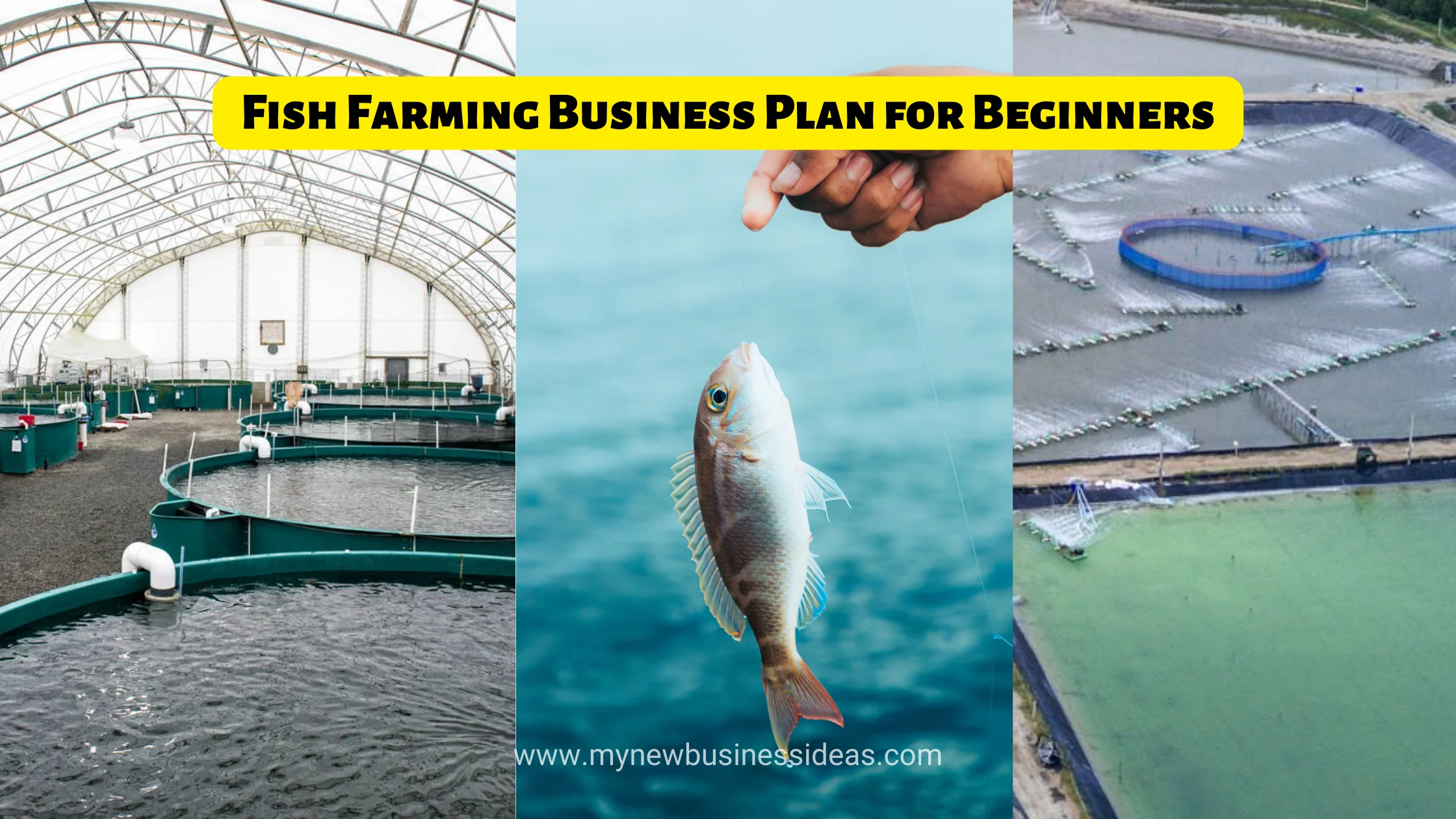 fish farming business plan for beginners