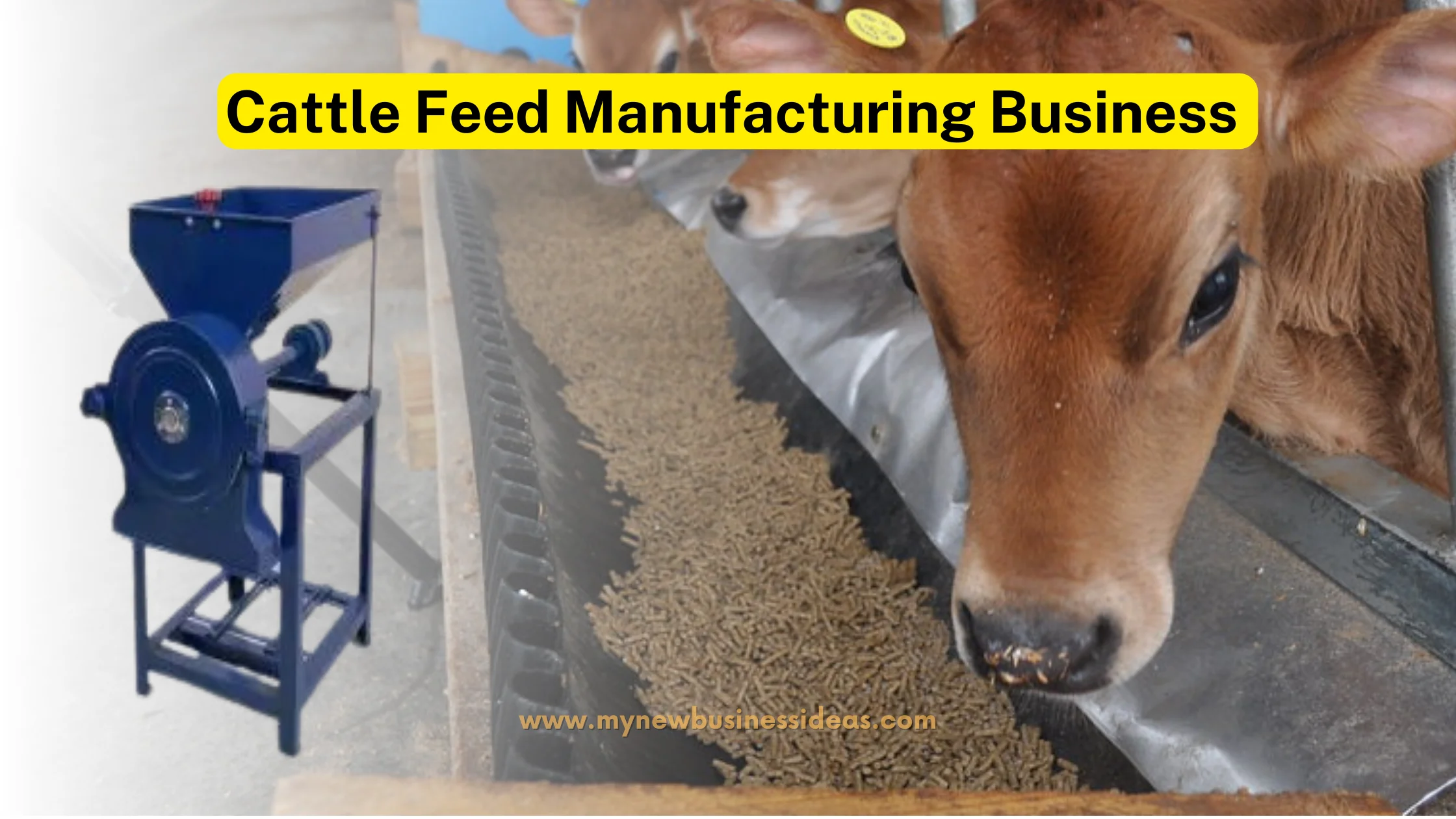 Cattle Feed Manufacturing Business - The Complete Guide!